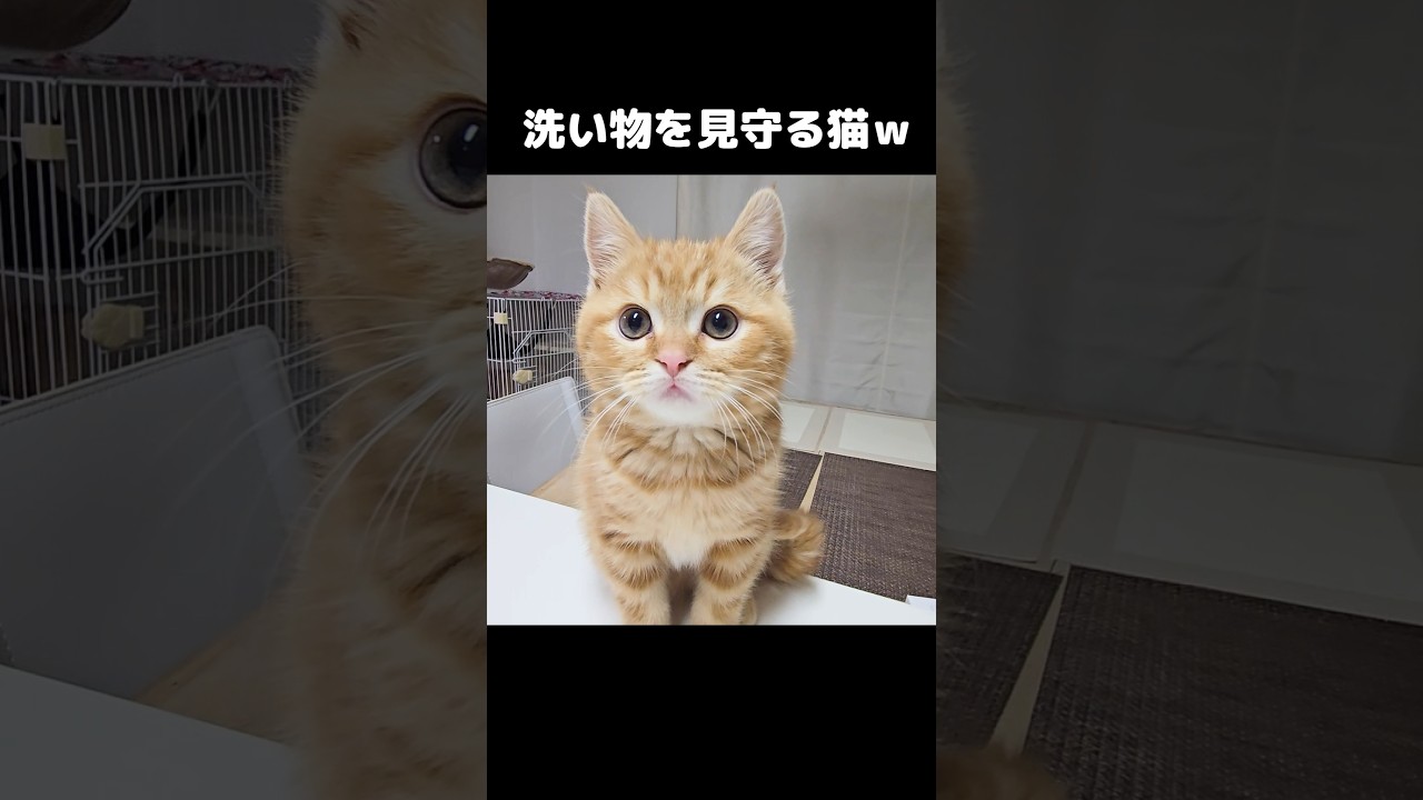 洗い物を見守る猫がかわいい...#short