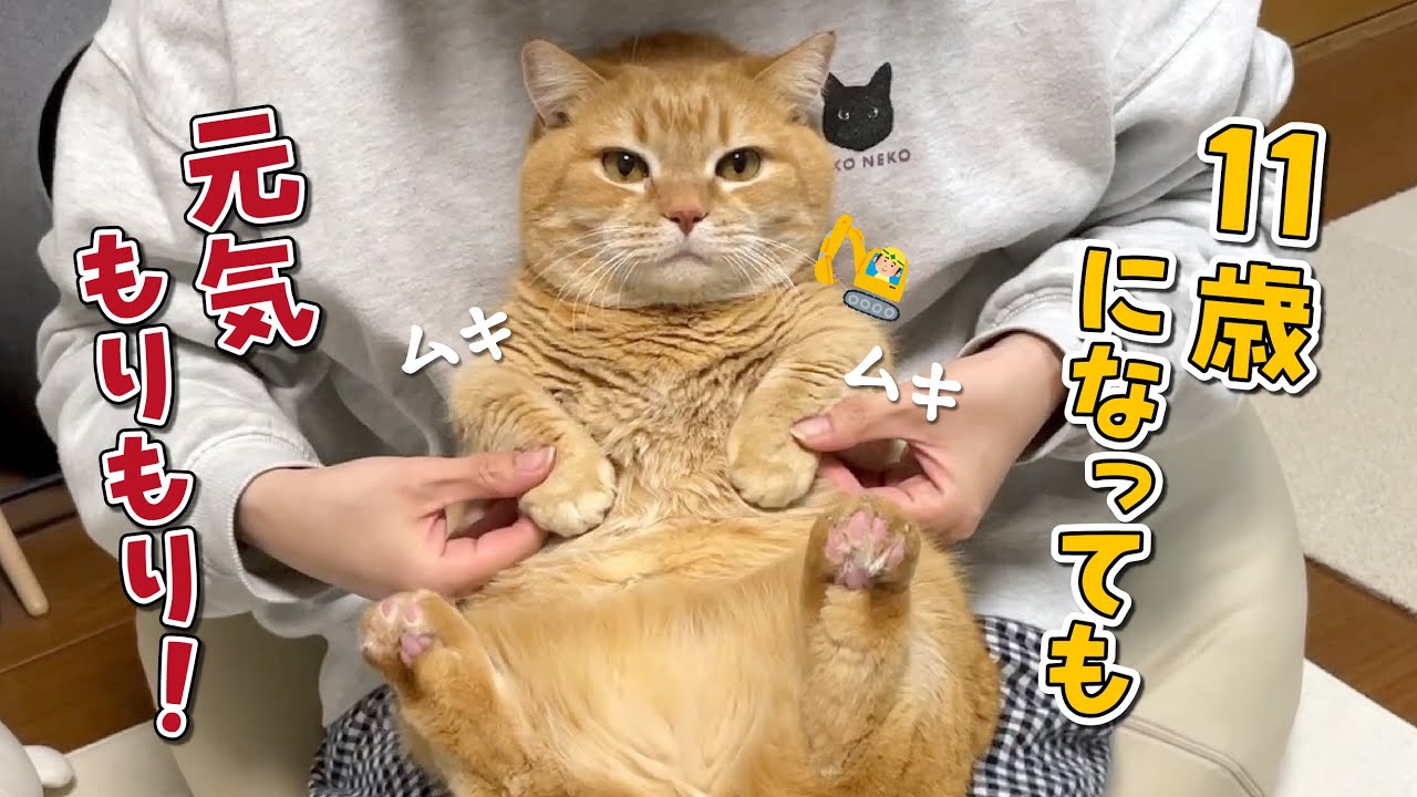 11歳とは思えないほど筋肉ムキムキのマンチカンが可愛すぎる！