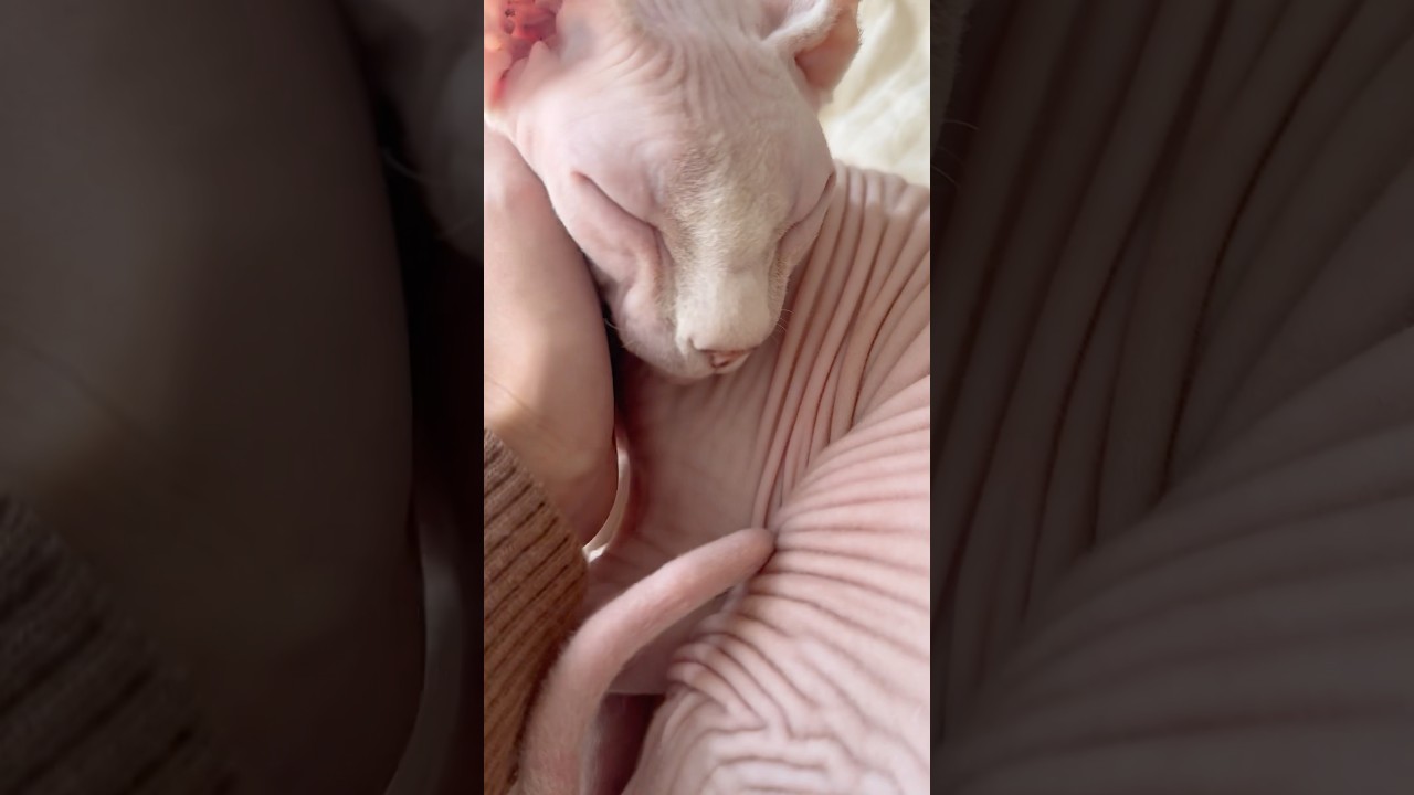 ゴロゴロ言って甘える毛のない猫【スフィンクス】