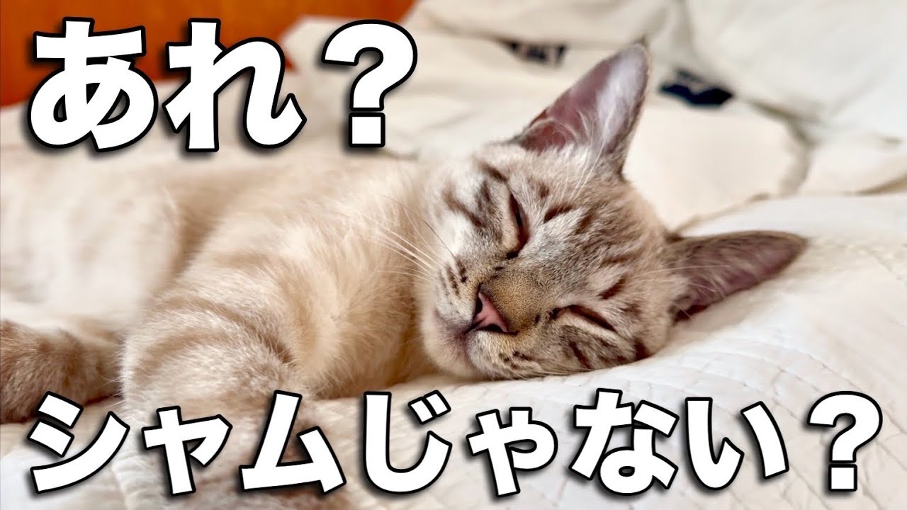 【猫の成長】シャム猫じゃなくてキジトラかもしれない、、「ジルベール成長記」
