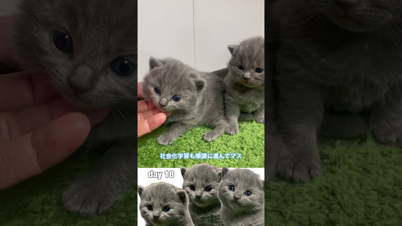 #shorts 18日目のシャルトリュー子猫