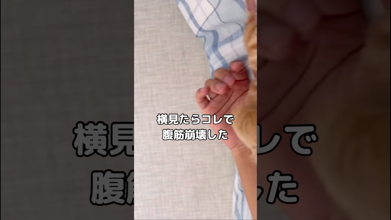 横見たらコレで腹筋壊れたwww #スコティッシュフォールド #寝顔えぐ #ぬこ #shorts
