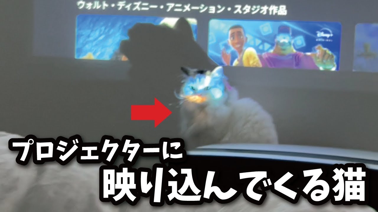 映画鑑賞をとんでもない方法で邪魔してくる猫がこちら【関西弁でしゃべる猫】【猫アテレコ】