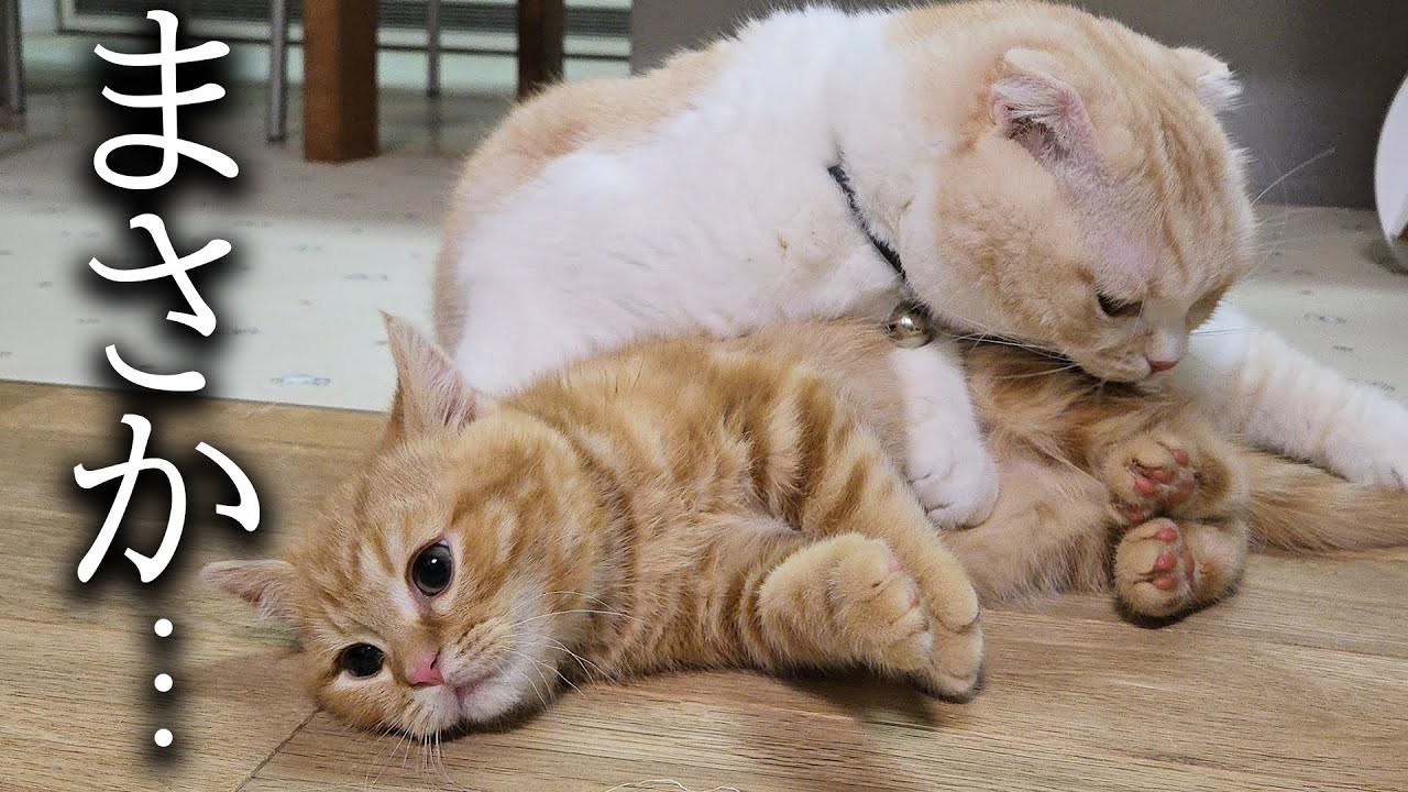 初めて子猫がリビングでフリー生活した結果...