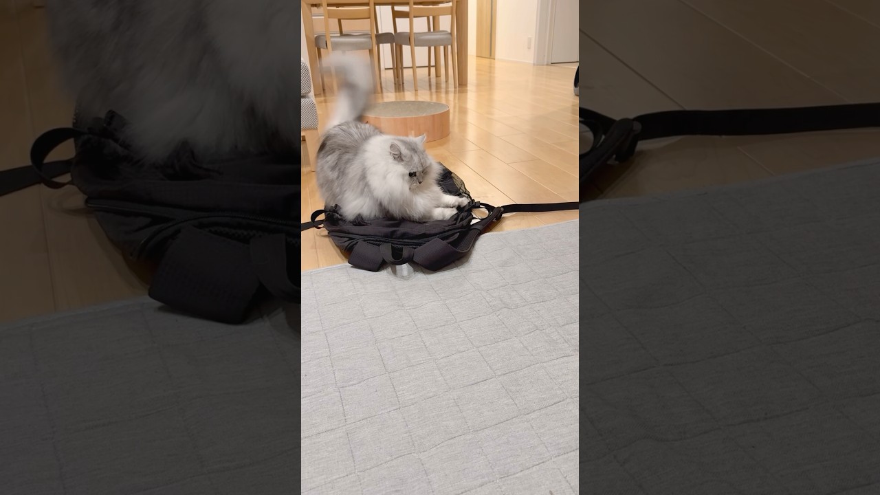 妹猫を挑発する兄猫 【サイベリアン】 #Shorts