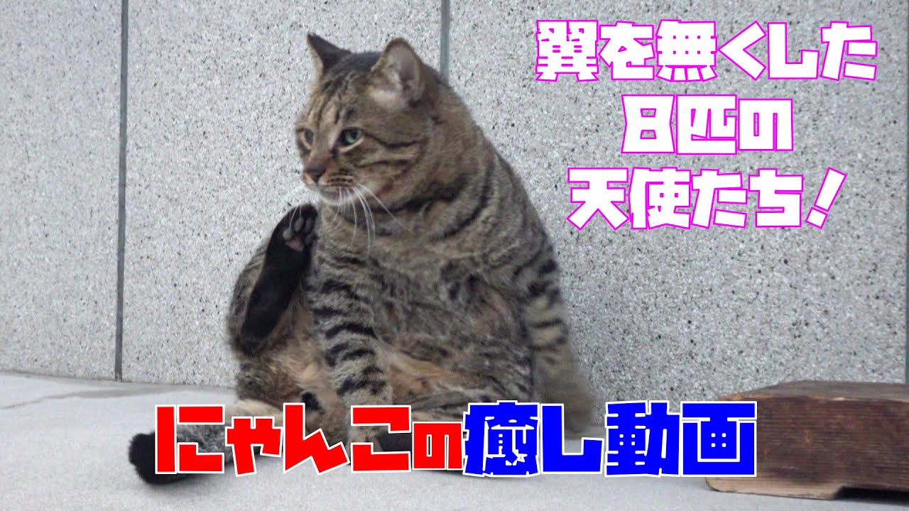 📹【にゃんこの癒し動画】8分35秒だけ、お時間いただけますか？翼を無くした８匹の天使たち！　😍😻　It is a cat which lives in the park.