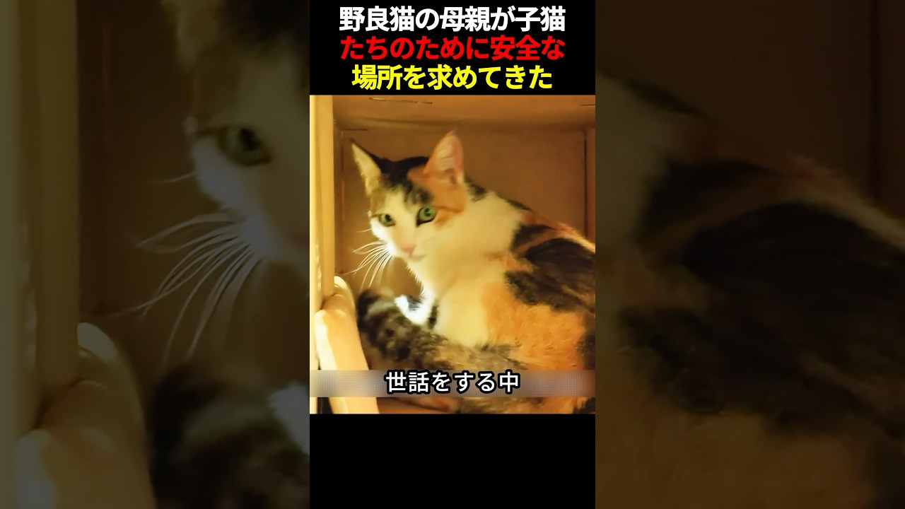 野良猫の母親が子猫たちのために安全な場所を求めてきた