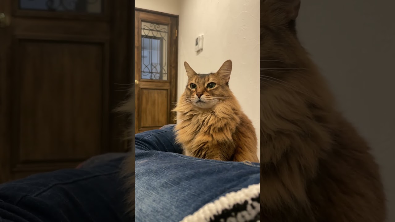 無断撮影される猫【コタ】 #猫 #cat #ソマリ