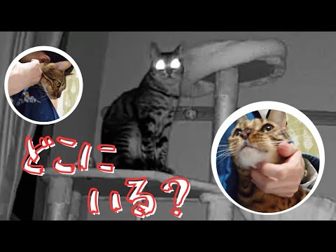 社畜の飼い主を持つと辛いぜよ