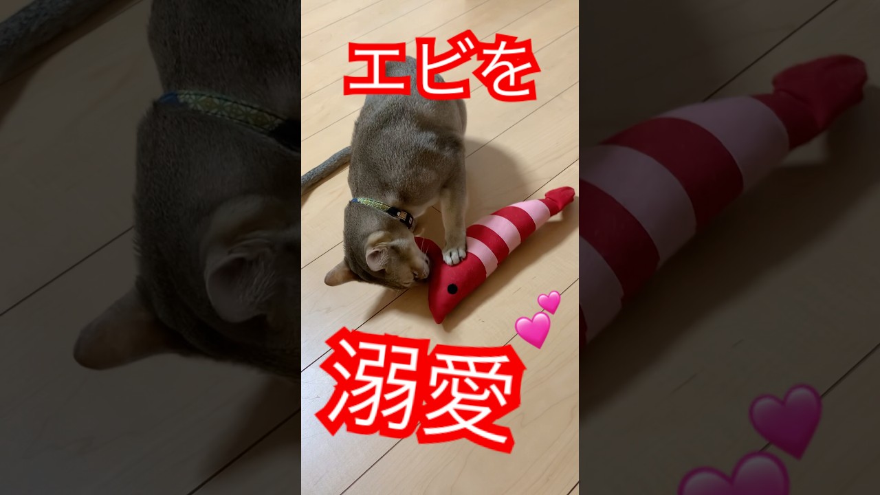 溺愛　#猫のいるくらし  #シンガプーラ　#兄者