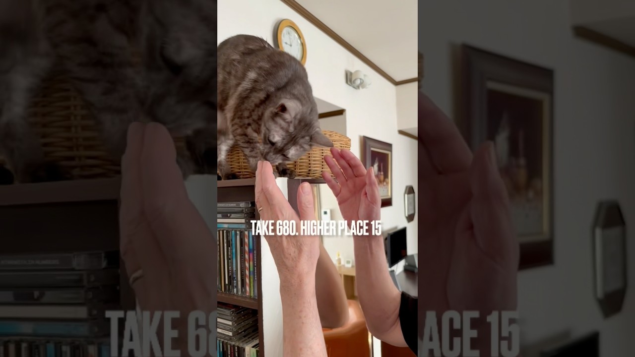 #猫あるある #高いところが好き にゃ❗️#青森県 の #あけびかご 居心地いいにゃ‼️#エジプシャンマウの仲間たち #egyptianmaucat #エジプシャンマウスモーク #shorts