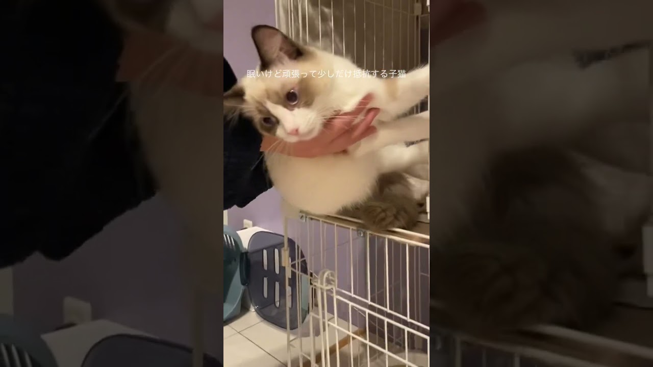 眠いけど頑張って抵抗する子猫　#ラグドール