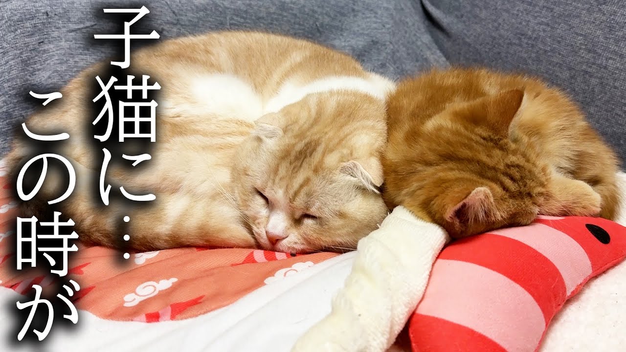 子猫についにこの時がやってきました...