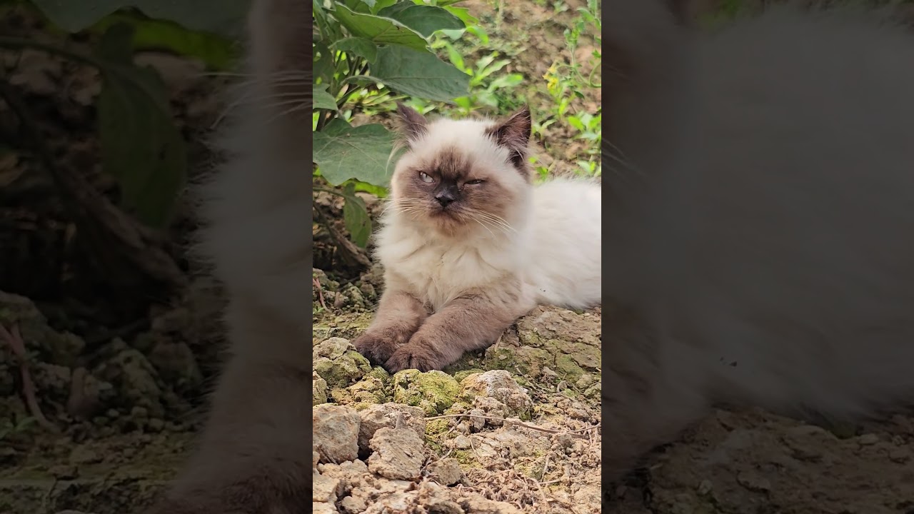 シャム猫 vs. おもちゃ！どっちが勝つ？ #シャム猫 #猫と遊ぶ