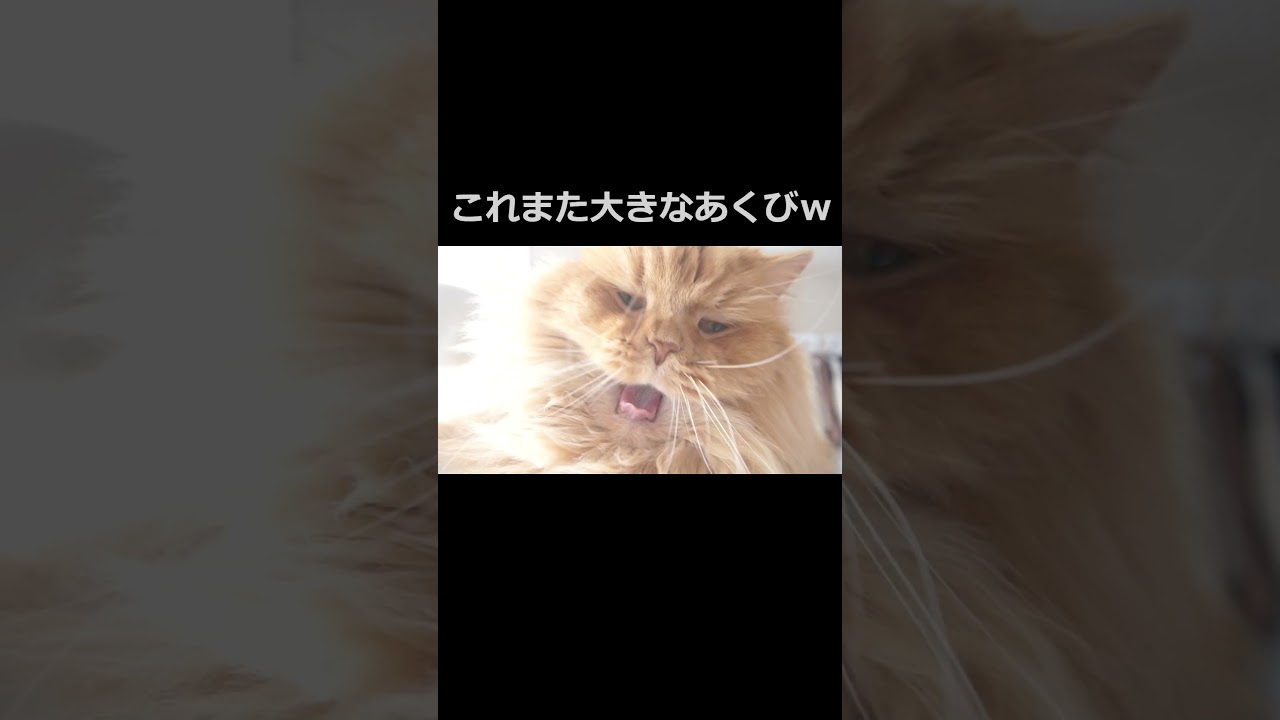 【猫】ネコのあくび２連発！#ねこ #ラガマフィン #癒される #可愛い #cat #あくび