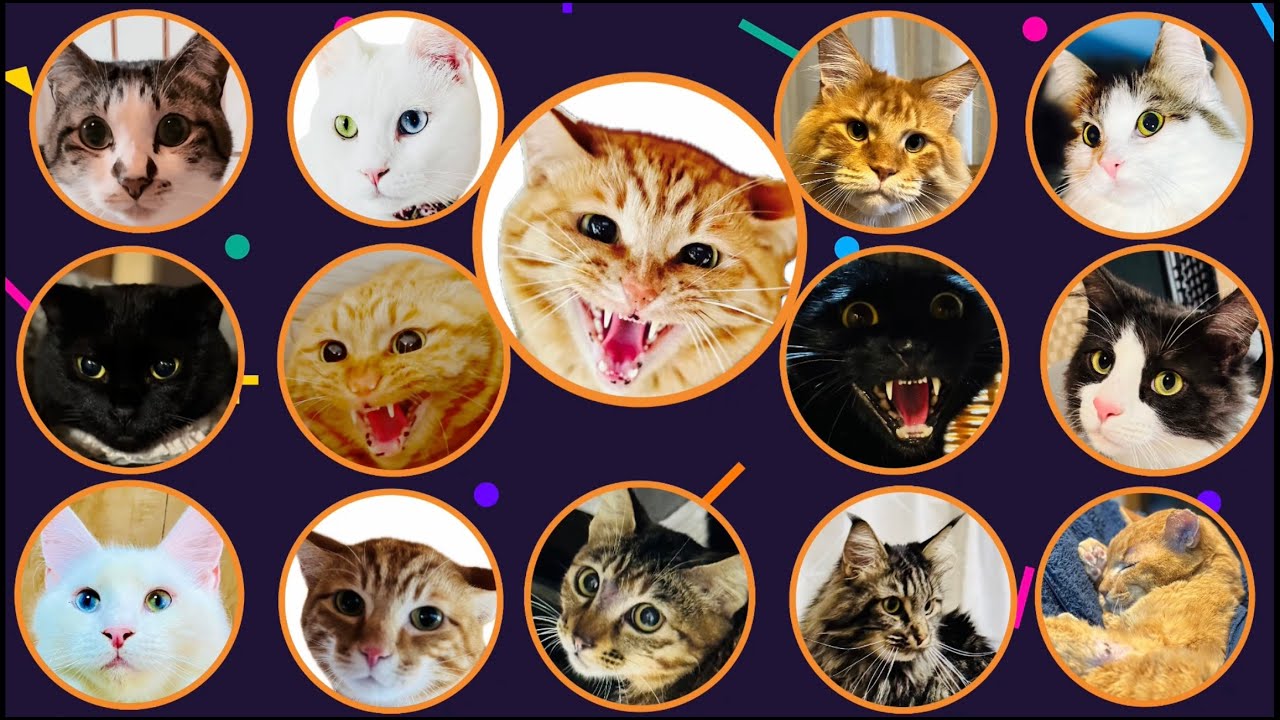 〘睡眠導入猫Live〙【第一猫部屋、よだの部屋！！】