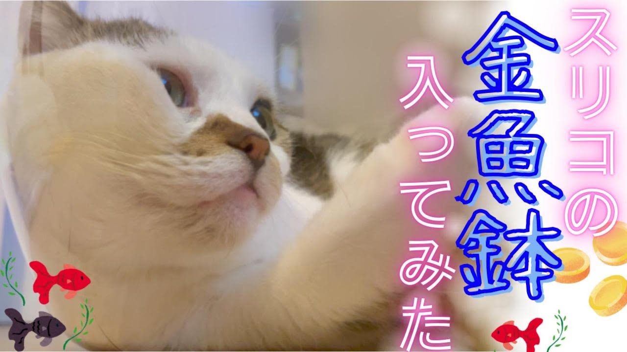 【癒しの猫動画 スコティッシュフォールド】スリコの金魚鉢に入ってみた🐾【3COINSおすすめ/スリコ 金魚鉢】