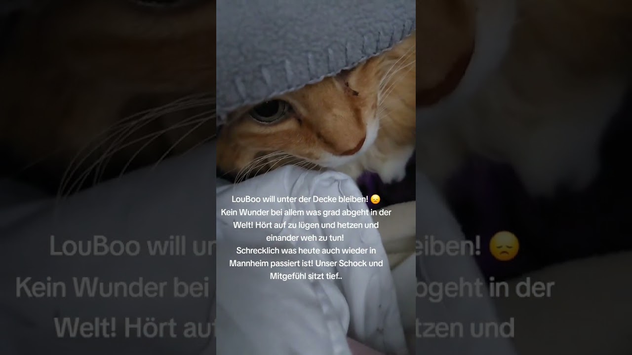 LouBoo😭will unter der Decke bleiben! Schock, Mitgefühl und Liebe gehen raus nach Mannheim! #cat#pets