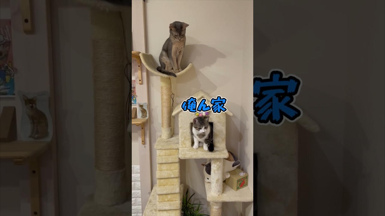 ニャン斗の拳13 ～地面師たち編～ shorts #猫 #アビシニアン
