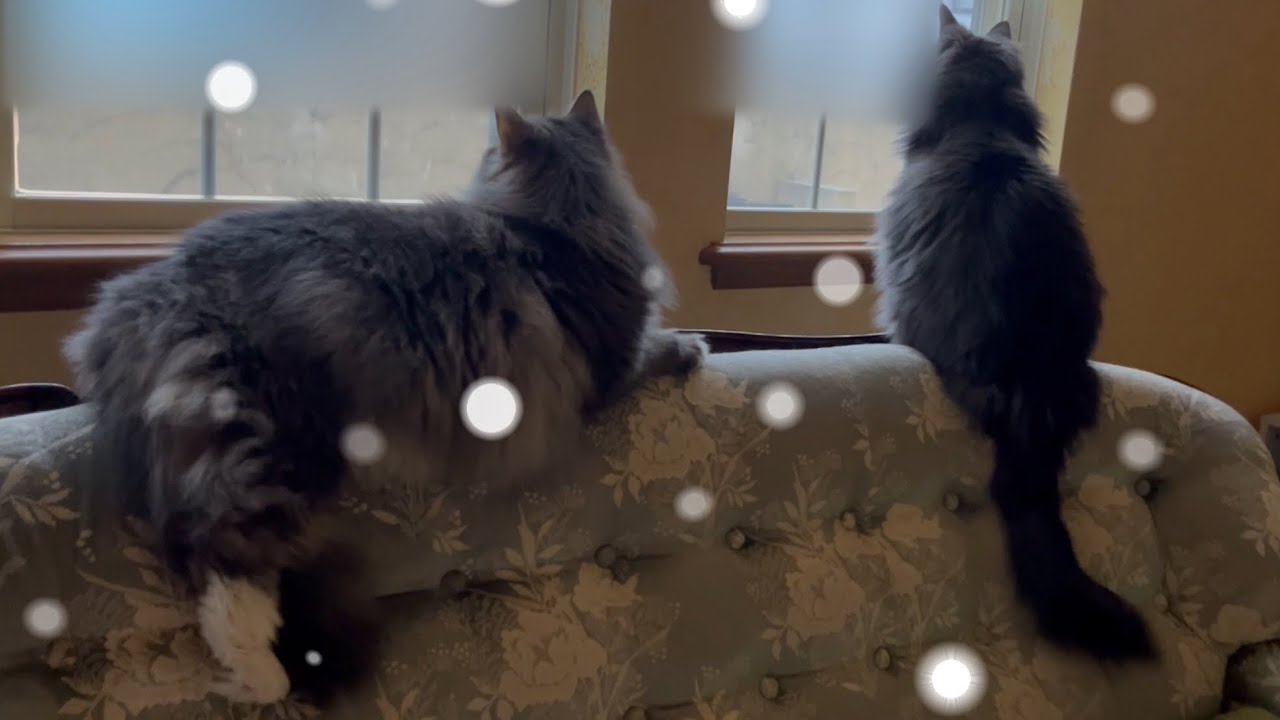 【雪❄️】暖かい部屋でお外を眺める、もふ猫たち❤️ノルウェージャンフォレストキャットとターキッシュアンゴラ