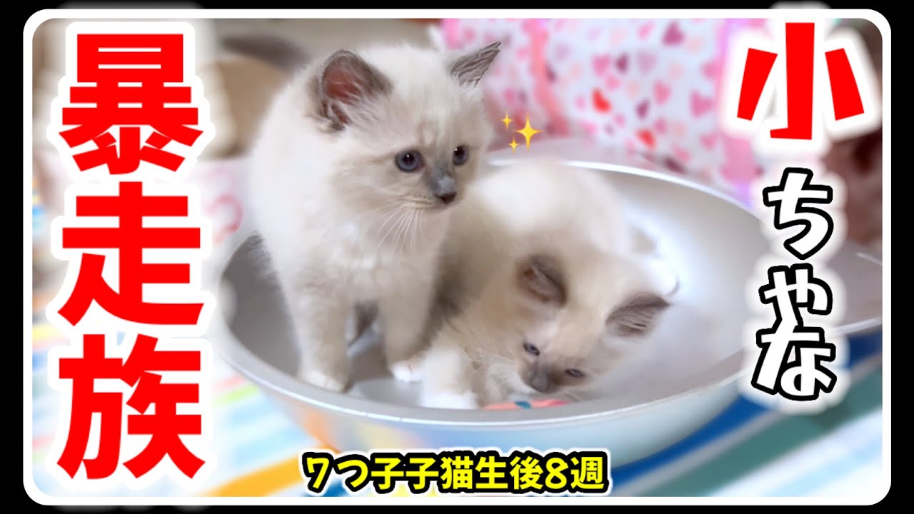 【生後8週】７つ子子猫たちがどえらいことをやらかしました... #ラグドール #子猫 【もちまる日記BGM】