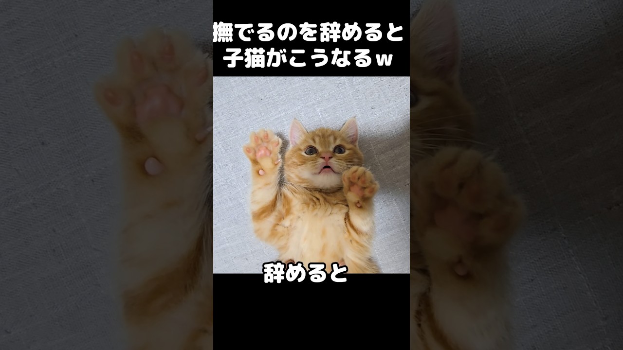 撫でるのを辞めると子猫がこうなります...笑#short