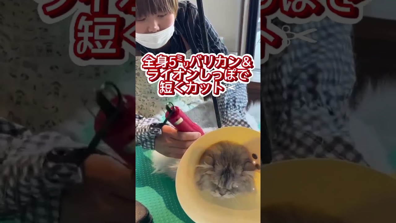 トリミングコースご利用☆ペルシャ　そらちゃん #猫のいる暮らし #ペルシャ #cat
