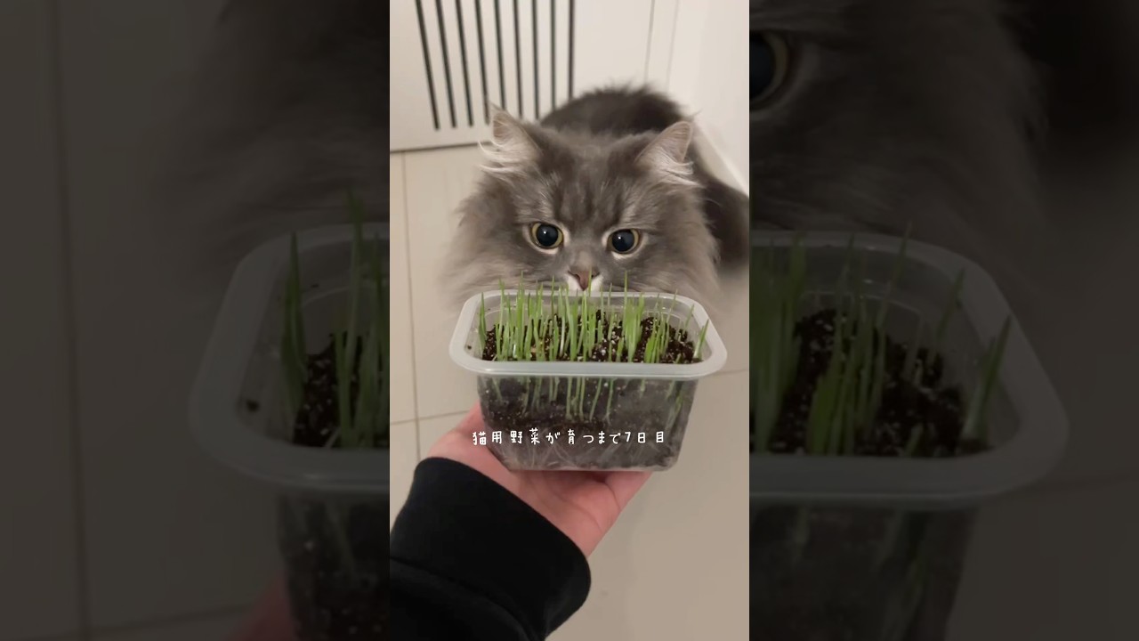 長めの匂いチェック🌱 #猫 #猫草 #猫用野菜 #サイベリアン #成長 #shorts