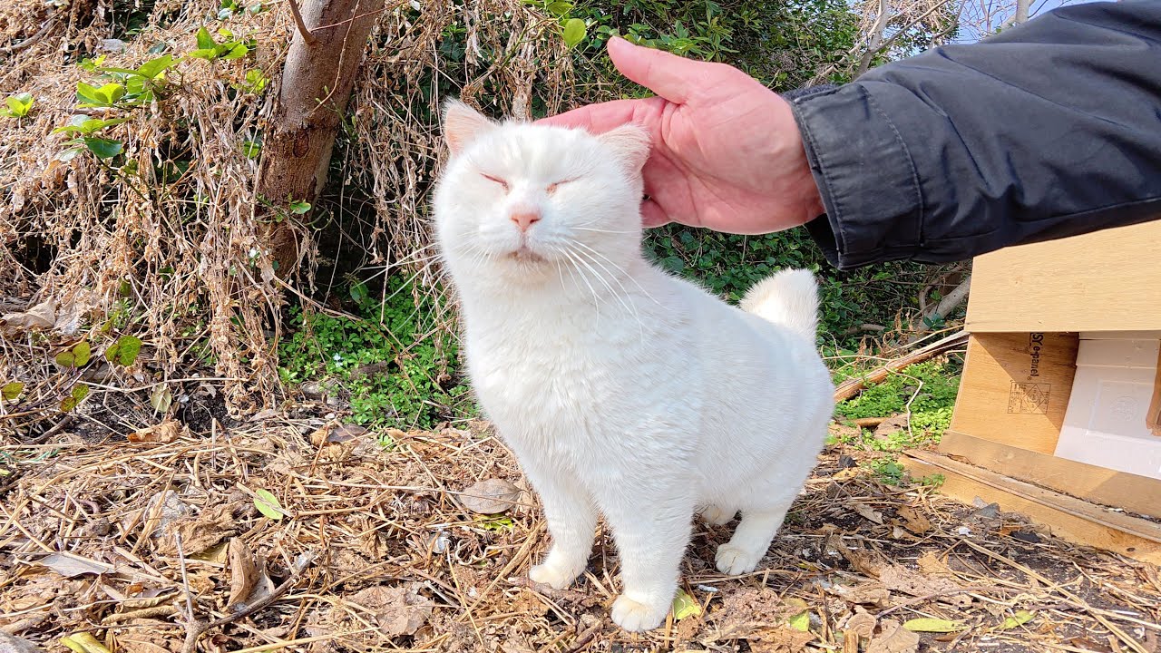 白猫ちゃんのお宅を訪問したら、表に出てきてモフらせてくれた
