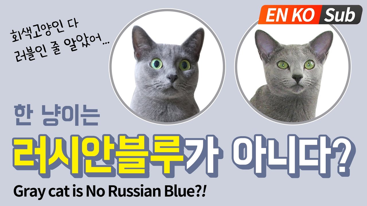 회색고양이 코렛고양이 vs 러시안블루 구분하기😍 / Comparing Gray Cats: Korat vs Russian Blue.