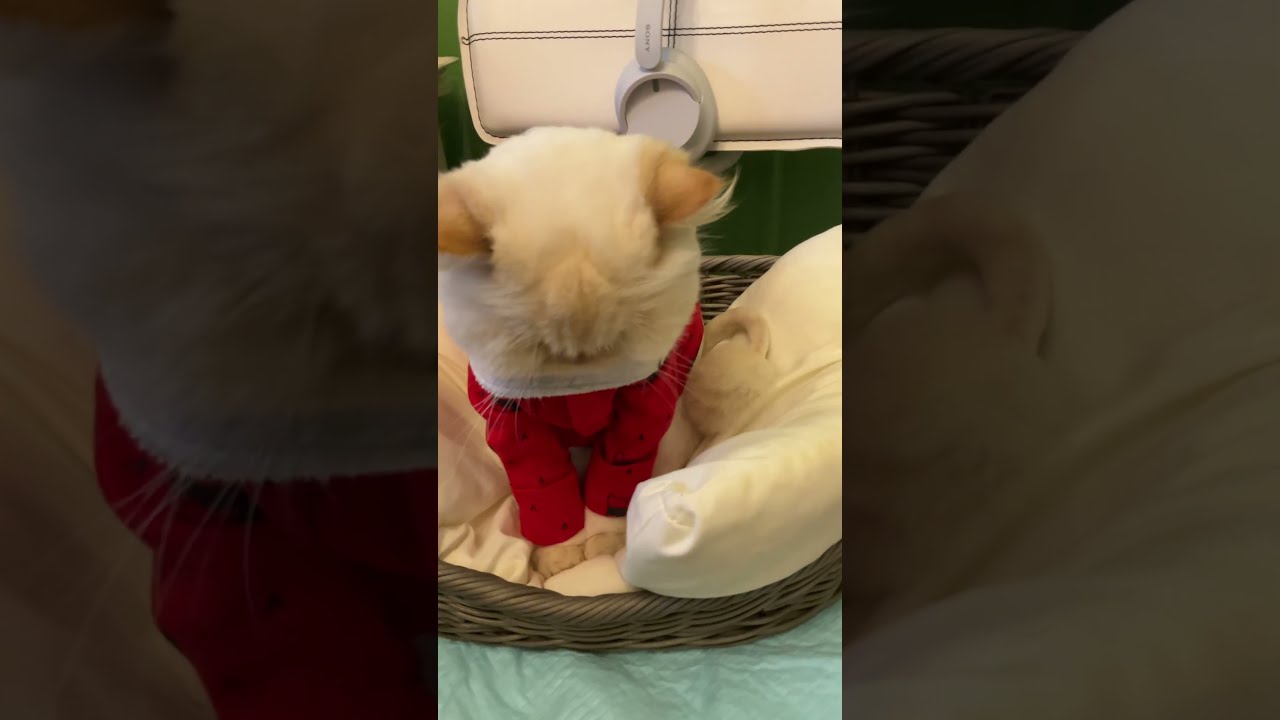 ♥チーノの日常【😺落ち込んでる？…フリーズ…😽】ホワイトヒマラヤン13歳　#shorts　#cat　#pets　猫好き　癒し