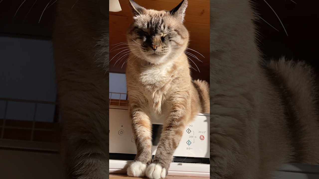 おもしろ可愛いポーズで日向ぼっこ寝んねするジャンくん　#保護猫 #猫のいる暮らし #猫のいる生活 #cat #シャムトラ #スノーシュー #日向ぼっこ #おもしろ可愛いポーズ