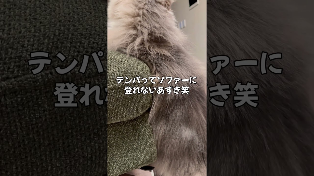 ママと遊ぶあずきが可愛すぎる！笑 #cat #猫 #マンチカン #動物 #かわいい