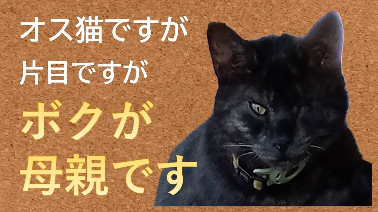 最高の里親ねこ