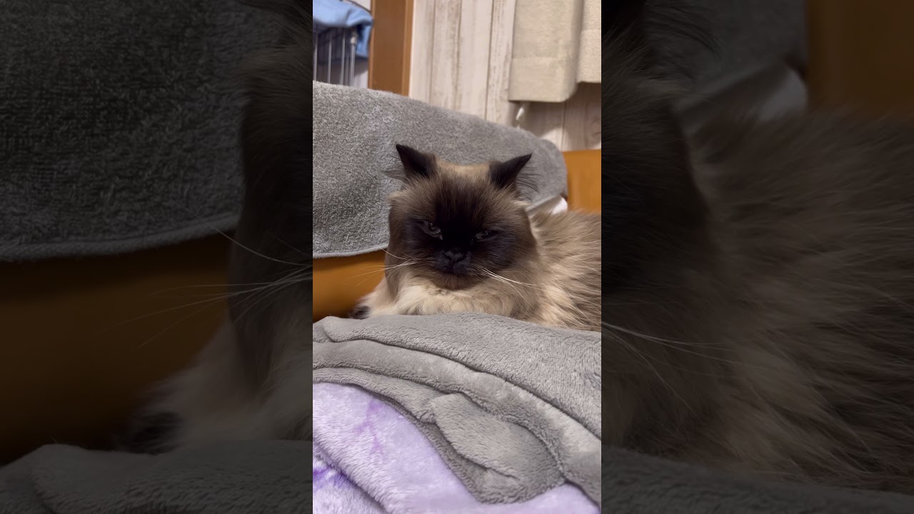 むっくりお口なげんたくん。どういう表情？#ヒマラヤン #猫 #猫のいる暮らし