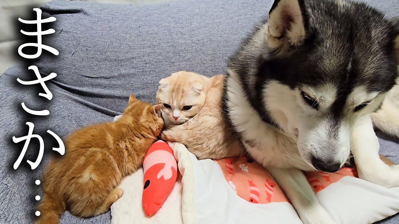 引っ越しして子猫と犬達の関係に変化が...