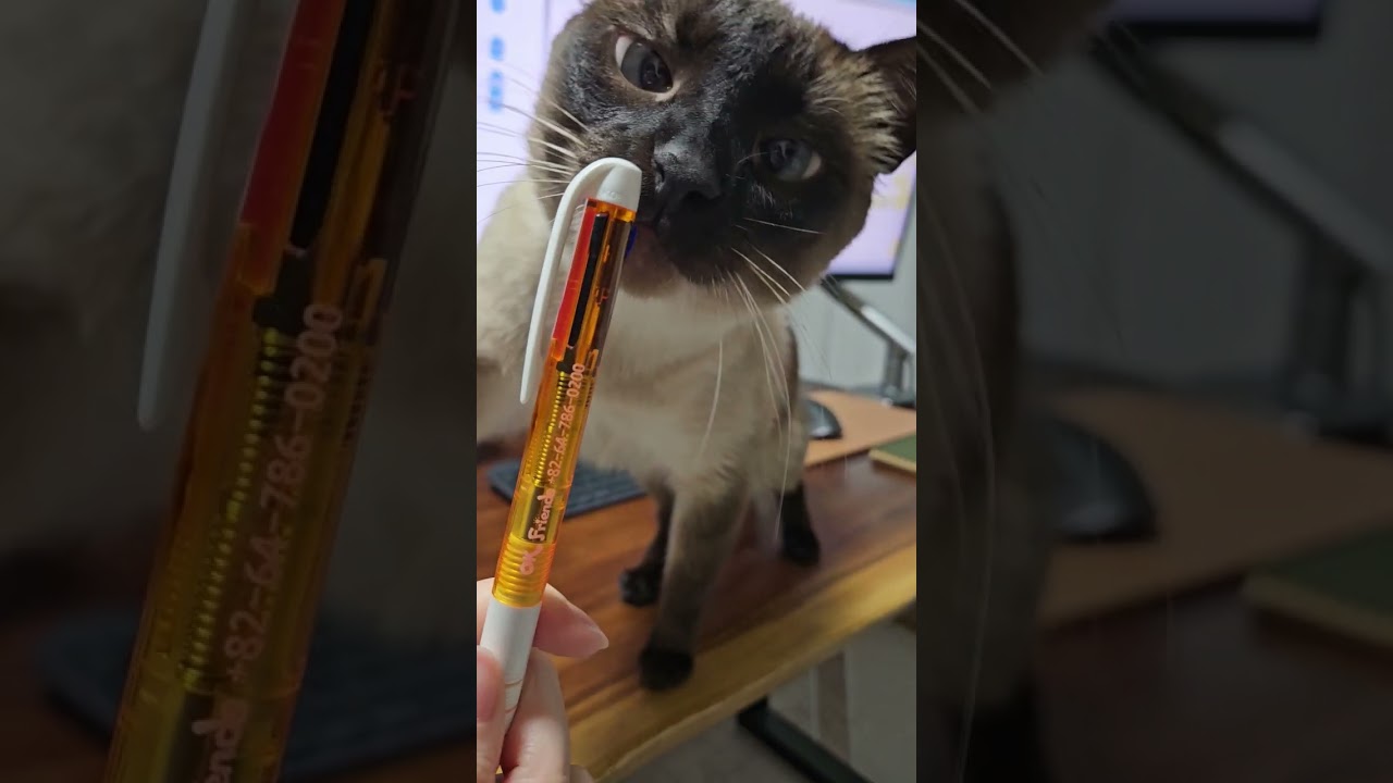 下僕と遊ぶ猫がかわいい件 #シャム猫ひおろ #cat