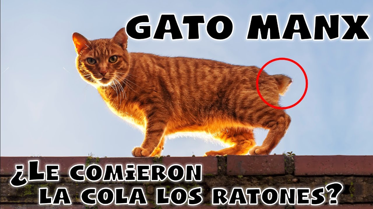 GATO MANX - La raza perfecta para los amantes de los gatos sin cola