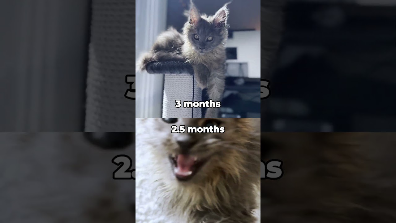 2.5 months vs. 3 months… blink and she’s a mini lion! #mainecoon