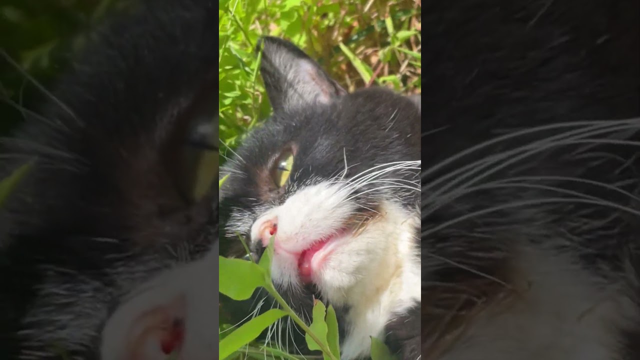 ｢寝るとこ見てて｣ #cat #猫