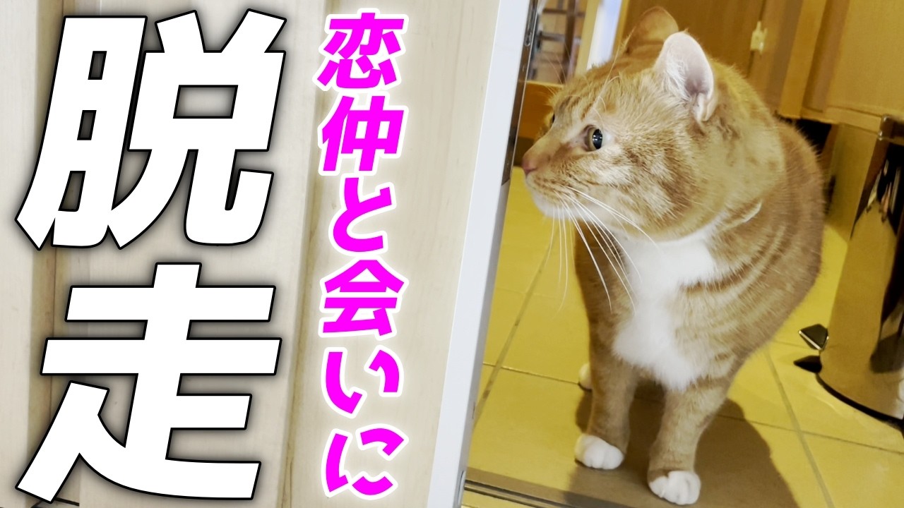 【驚愕】初めて脱走して庭子猫ちゃんと外で出会う末っ子猫！［いきる君とクウちゃん］