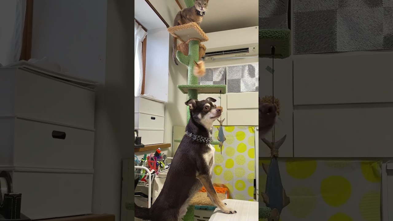 猫じゃらしで遊ぶ犬を見守る猫 #shorts  #アビシニアン  #チワワ