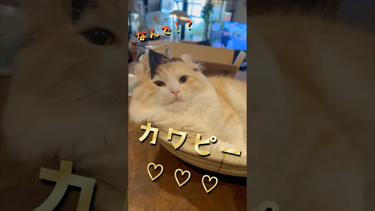 困り顔で見つめる毛玉がかわいい #猫 #キンカロー #マンチカン  #短足部 #cat