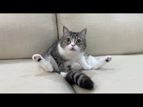 うんち直後のお尻の匂いを嗅いだら強烈すぎて猫が大変なことにwww