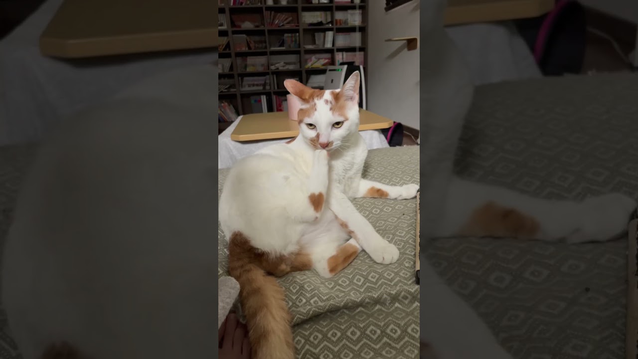 可愛い詰め合わせ#cat #猫 #日本猫 #保護猫