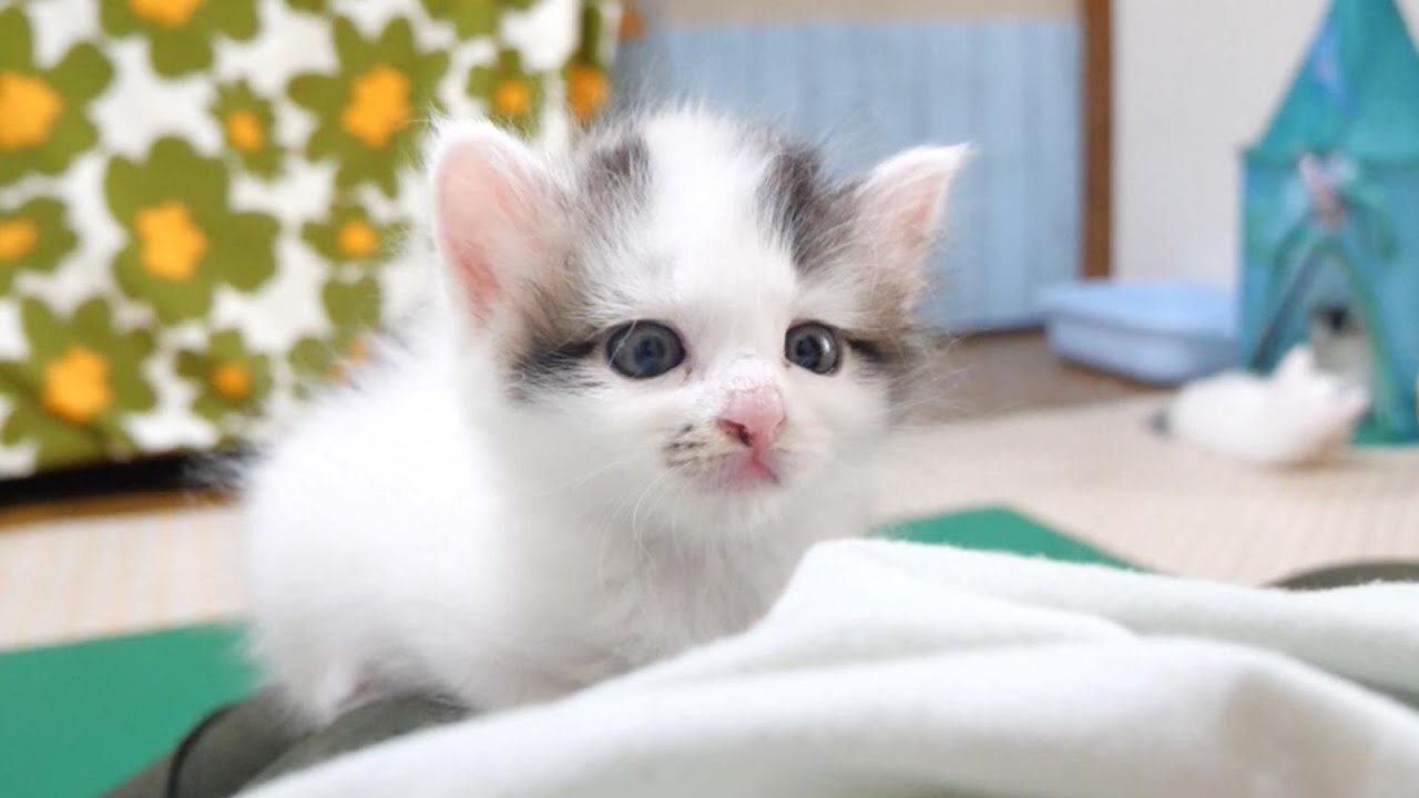 ニャーニャー隊の子猫達がやんのかステップをマスターしてしまう？【赤ちゃん猫　保護猫】