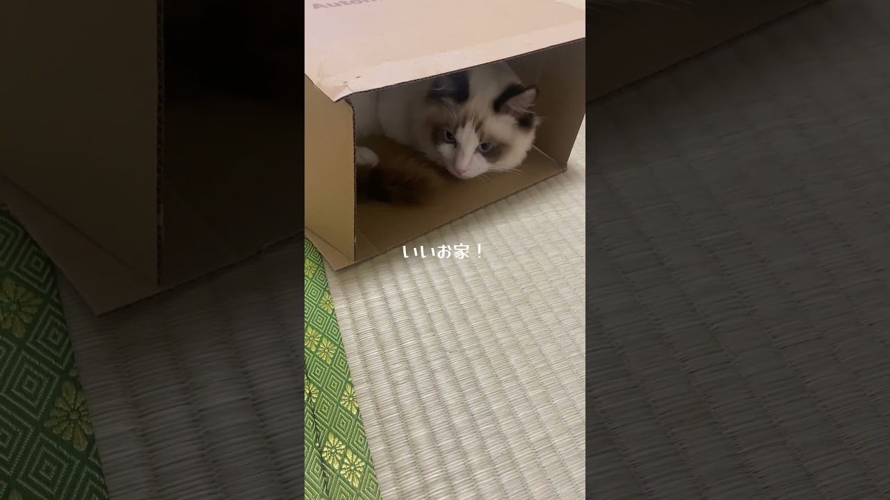 無性に入りたくなるんですよね🥰 #cat #キルの日常 #猫のいる暮らし #ラグドール #ねこ #voicevox #四国めたん