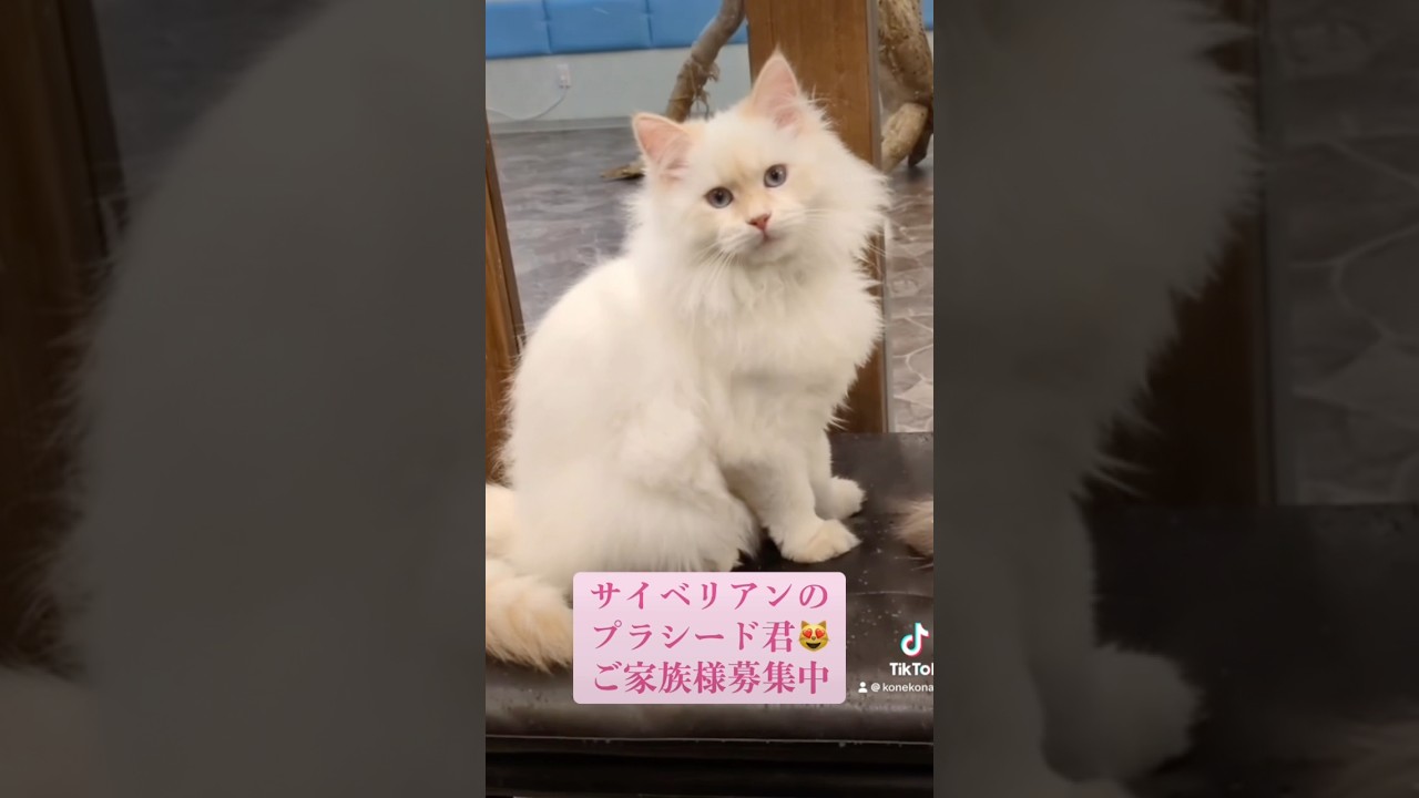 抱っこができる#サイベリアン の#子猫 😻プラシード君🤴珍しいカラー🩷カメオ・クリーム(レッド・シルバー)💖チャームポイントはピンク色3点セット❣️のピンク肉球&お耳&お鼻🩷#ペット