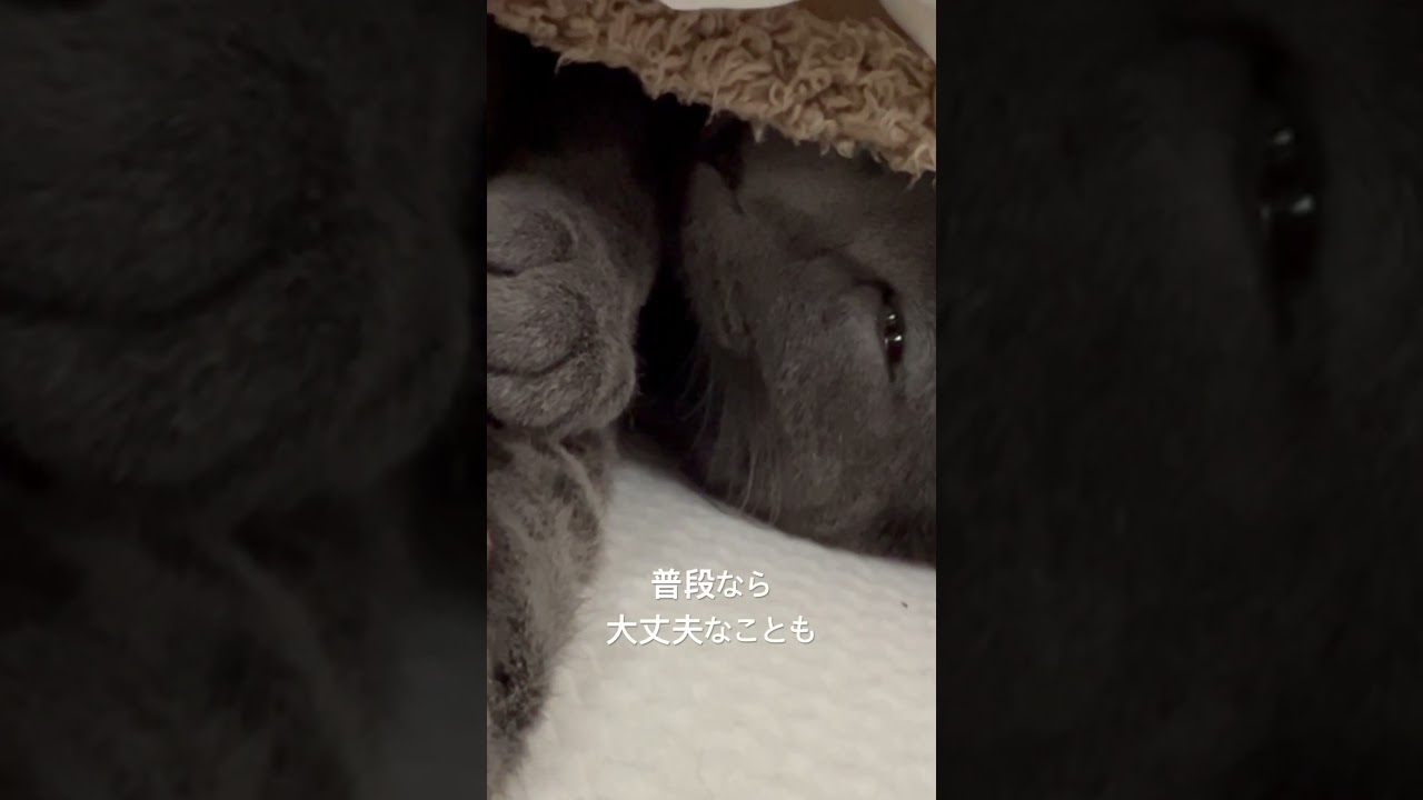 ロシアンブルー🐈‍⬛1歳の晴くんが抗がん剤治療中のおかんの心を鎮静する#animals #ねこのいる生活 #ロシアンブルー