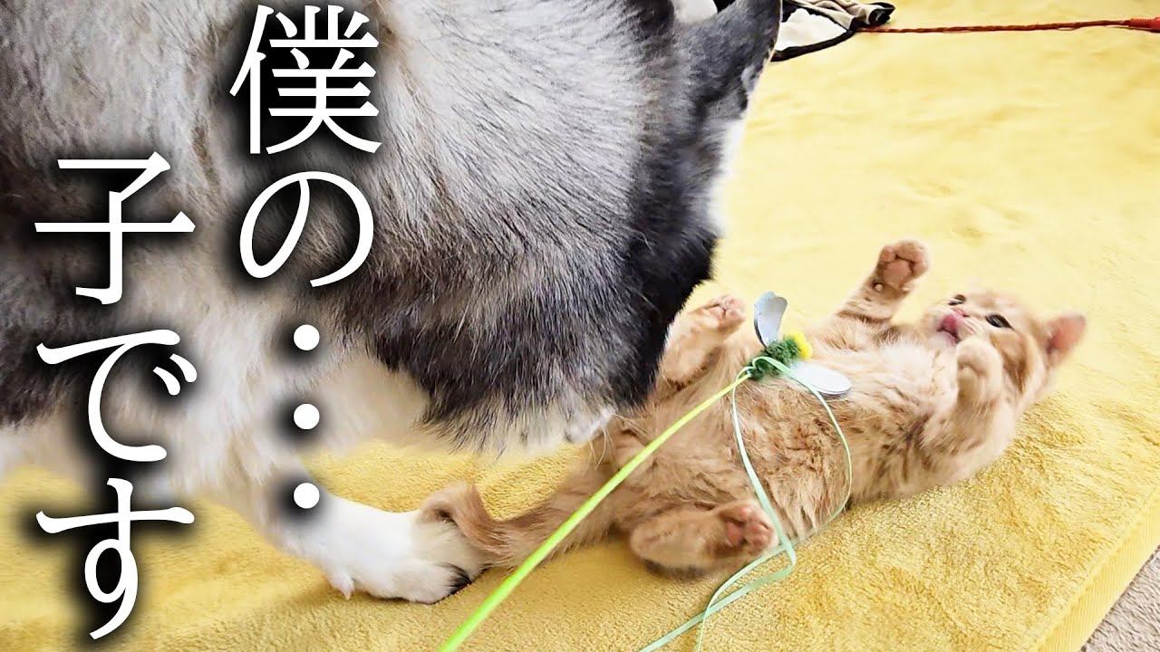 振り向くと大型犬がいた時の子猫の反応がかわいすぎた...